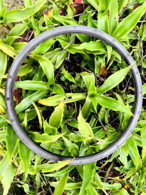 Phốt chắn dầu 45*72*12 TG/TC SVKS - Hình ảnh 3